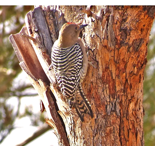 woodpecker side view