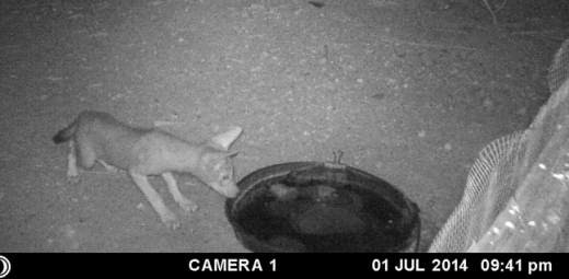 Baby coyote at water pond