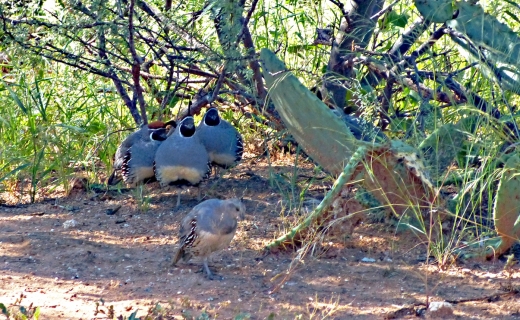 3 boys huddled, 1 girl quail.blog