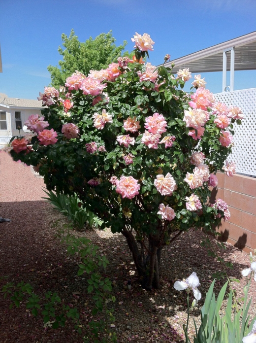 Rose tree on April 11th, 2015